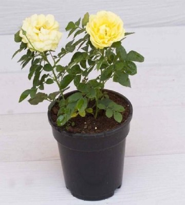 Amazing Gurden Rose Plant(Hybrid, Pack of 1)