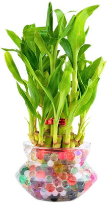 Nursery Hub Two Layer Bamboo Plant(Hybrid, Pack of 1)