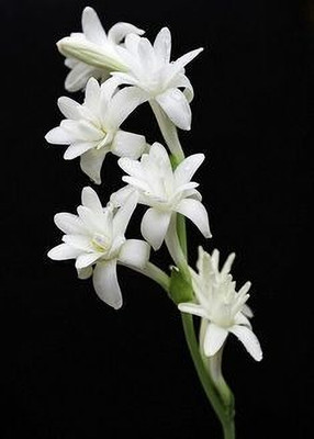 MAITRA AND SONS Jasmine Plant(Hybrid, Pack of 1)