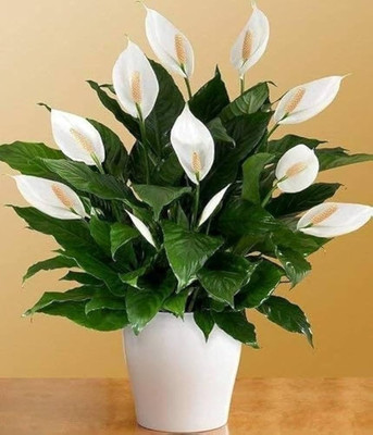 GLOBQRO Peace Lily Plant(Hybrid, Pack of 1)