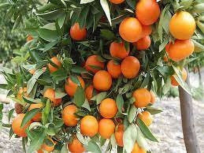 Bakuchi Orange Plant(Hybrid, Pack of 1)