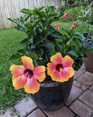 BREEZY BLOOMS Hibiscus Plant(Hybrid, Pack of 1)