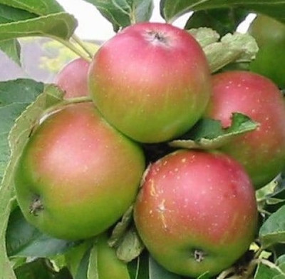 My Dream Nursery Elephant Apple Plant(Hybrid, Pack of 1)