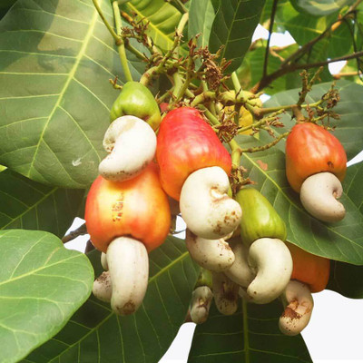 Platone Cashew Apple Plant(Hybrid, Pack of 1)