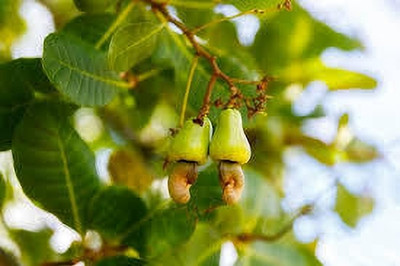 ABEFARIYA Cashew Plant(Hybrid, Pack of 1)