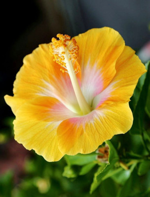 ABC Hibiscus Plant(Hybrid, Pack of 1)