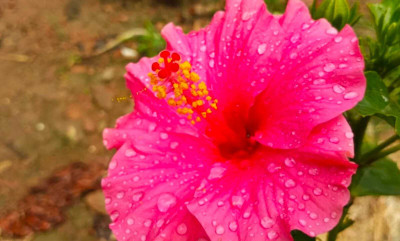 HIBISCUS FLOWER PLANT Hibiscus Plant(Hybrid, Pack of 1)