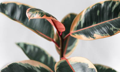 PlantShops Rubber Tree(Hybrid, Pack of 1)