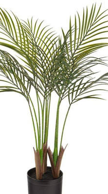 Ukanda Areca Palm(Hybrid, Pack of 1)