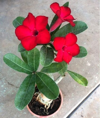 Oxygreenplant Adenium Plant(Hybrid, Pack of 1)