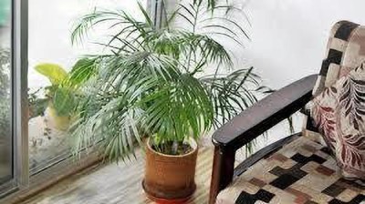My Dream Nursery Areca Palm(Hybrid, Pack of 1)