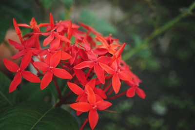 AFARTIOBINA Ixora Plant(Hybrid, Pack of 1)