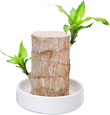 ibains Brazil wood tree 1 pc Seed(3 per packet)