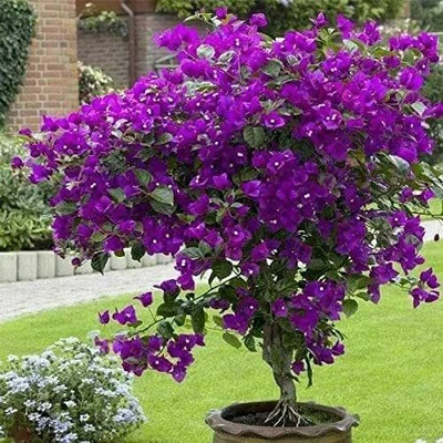 My Dream Nursery Bougainvillea Plant(Hybrid, Pack of 1)