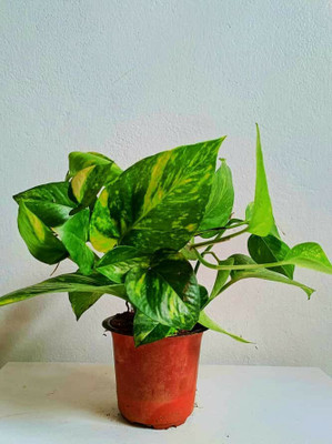 GreenyOn Money Plant(Hybrid, Pack of 1)