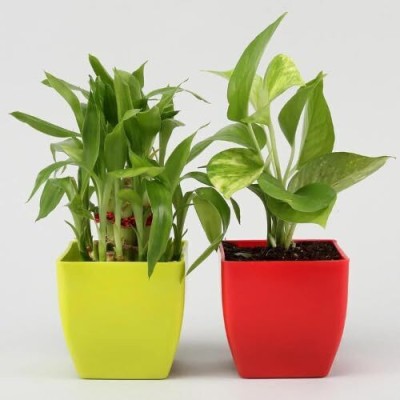 JESAA GREENS Money Plant, Two Layer Bamboo Plant(Pack of 2)