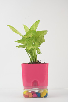 AVR with Happiness inhouse Golden Bamboo Plant(Pack of 1)