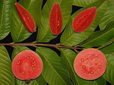 Guruji Plantation Guava Plant(Hybrid, Pack of 1)