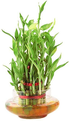 Flora Solutions Lucky Bamboo Straight Stick(Hybrid, Pack of 1)