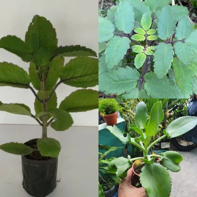 Cloud Farm Bryophyllum Pinnatum/Patharchatta Plant(Hybrid, Pack of 1)