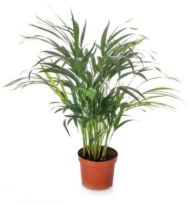 MAMONI TRADERS Areca Palm(Hybrid, Pack of 1)