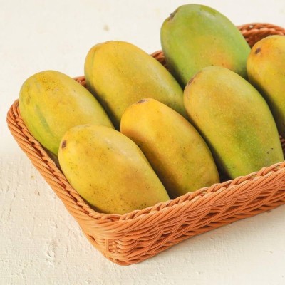 Platone Mango Plant(Pack of 1)