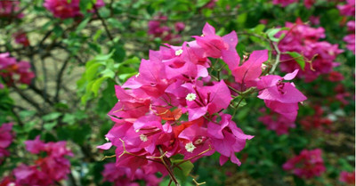 AFARTIOBINA Bougainvillea Plant(Hybrid, Pack of 1)