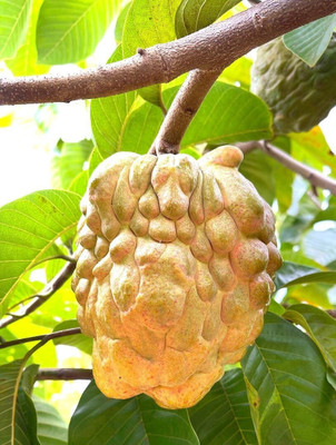 APOSOLUARD Custard Apple Plant(Hybrid, Pack of 1)