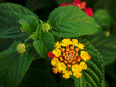 EliteGreen Lantana Plant(Hybrid, Pack of 1)