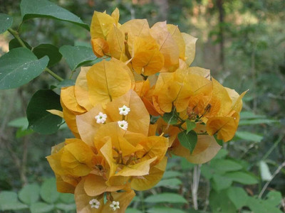 KS TRADERS Bougainvillea Plant(Hybrid, Pack of 1)