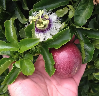 PB REBA PLANT Passion Plant(Hybrid, Pack of 1)