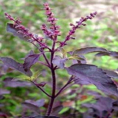Bakuchi Tulsi Plant(Hybrid, Pack of 1)