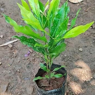 GISLENUS Clove Plant(Hybrid, Pack of 1)