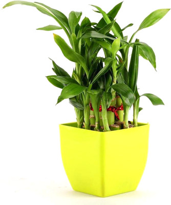 AVR Happiness inhouse Two Layer Bamboo Plant(Pack of 1)