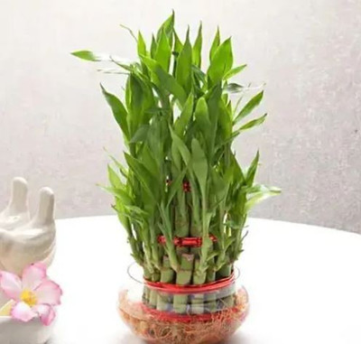 Gabbro Two Layer Bamboo Plant(Hybrid, Pack of 1)