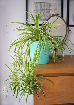 MAITRA AND SONS Spider Plant(Hybrid, Pack of 1)