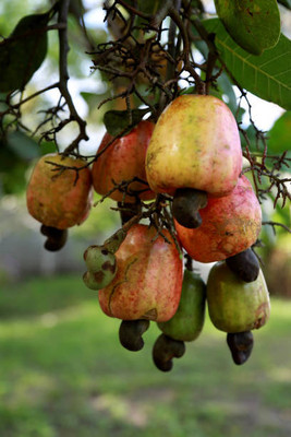 Manjunursery Cashew Apple Plant(Hybrid, Pack of 1)