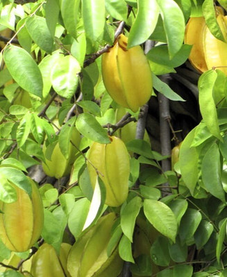 Greenearth Star Fruit Carambola Grafted Plant(Hybrid, Pack of 1)