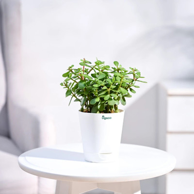 UGAOO Jade Plant(Hybrid, Pack of 1)