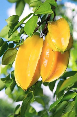 LeafLinkPlants Star Fruit Carambola Grafted Plant(Hybrid, Pack of 1)