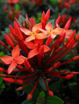 AFARTIOBINA Ixora Mini Red Flowering Plant(Hybrid, Pack of 1)
