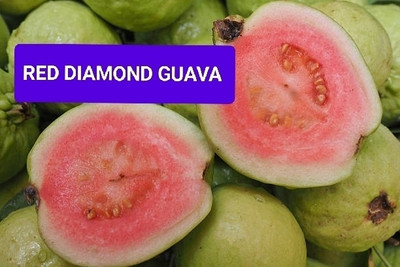 Darakht Guava Plant(Hybrid, Pack of 1)