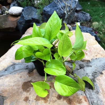 MyBageecha Neon Pothos Plant(Pack of 1)