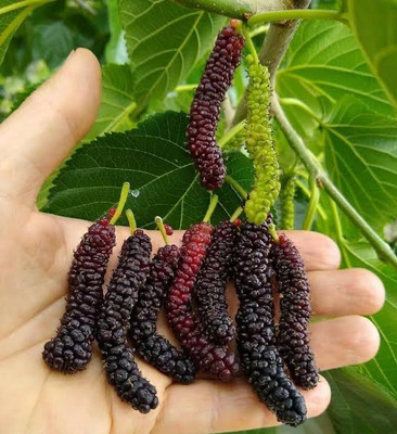 Global Mart Plant Shahtoot/Mulberry Plant(Hybrid, Pack of 2)
