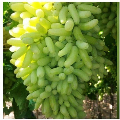 PETALFLEUR Grapes Plant(Hybrid, Pack of 1)