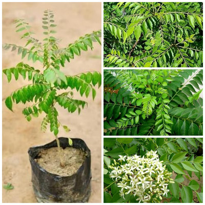 Cloud Farm Curry Leaf Plant(Hybrid, Pack of 1)