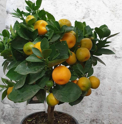 the green dotcom Orange Plant(Hybrid, Pack of 1)