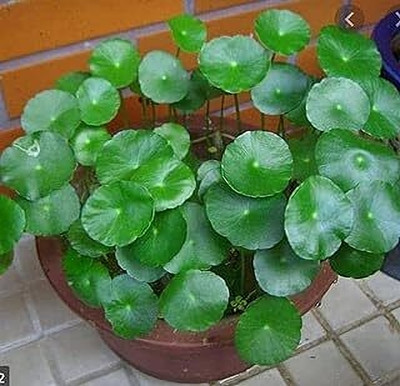 HPH Money Plant(Hybrid, Pack of 1)