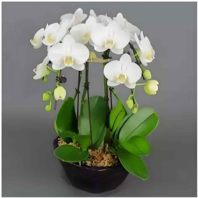 sspykrts Lily Plant(Hybrid, Pack of 1)