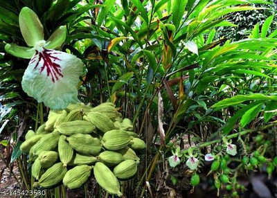 FSK Elaichi/Cardamom Plant(Hybrid, Pack of 2)